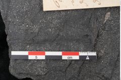 Foto (Detailansicht) von Plantae indet.  (NHMW-GEO-2024-0188-11517)